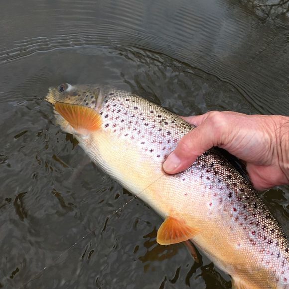 Meet your Posher, Steve - Picture 1 of 1